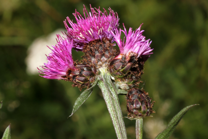 Centaurea nigrescens subsp. transalpina / Fiordaliso nerastro